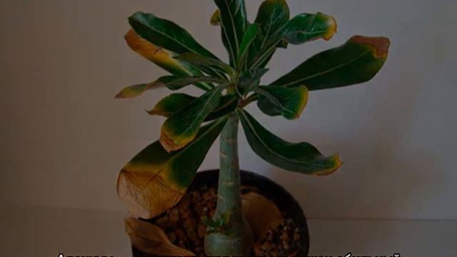 Почему не цветет адениум — причины смотреть онлайн