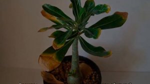 Почему не цветет адениум — причины