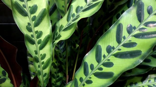 IndoorPlant#Calathea#Lancifolia#Rattlesnake Plant#kuwait