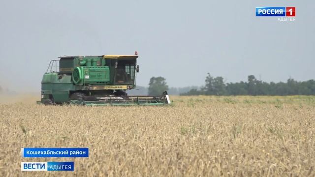 Во всех муниципальных образованиях республики идет уборка озимых зерновых смотреть онлайн
