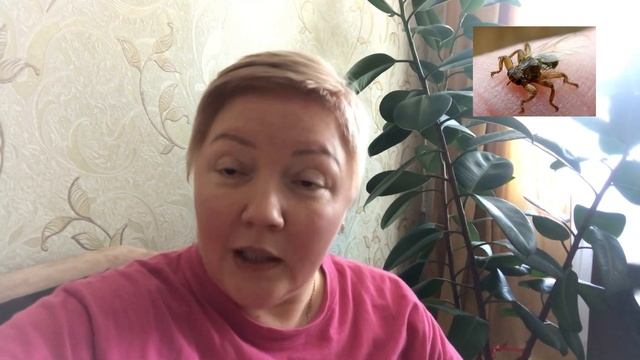 248.Напала Лосиная вошь?Сдаём белые грибы почти даром? смотреть онлайн