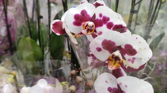 №469/ КРАСИВЫЕ орхидеи и САДОВЫЕ растения в с/ц на АТАРБЕКОВА смотреть онлайн