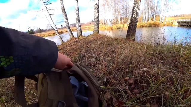 РЯДОВКА ЛИЛОВОНОГАЯ (СИНЕНОЖКА) у края фермы! БЕЛЫЕ ГРИБЫ В ОКТЯБРЕ в НЕОЖИДАННОМ месте! Грибы 2020 смотреть онлайн