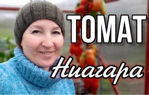 Томат Ниагара.