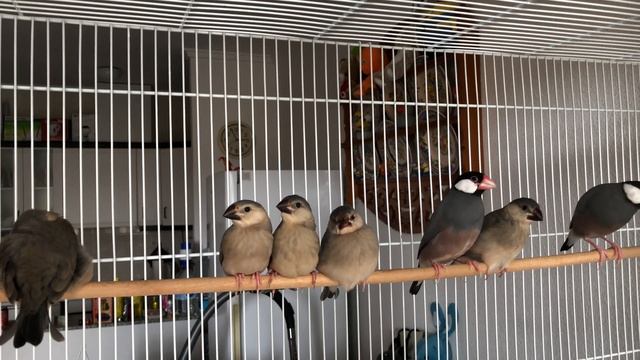 Young Java finches 2019 - Proud mom смотреть онлайн