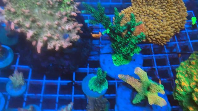 REx New Explosion Acro SPS Coral. Интернет магазин «REEF EXCLUSIVE»