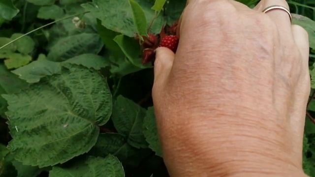 Это ЯПОНСКАЯ МАЛИНА. смотреть онлайн