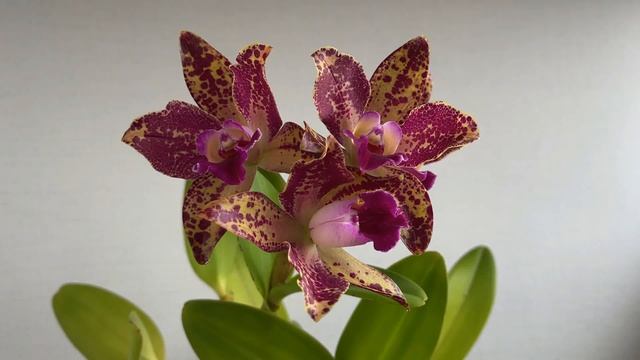 Blc.Waianae Leopard смотреть онлайн
