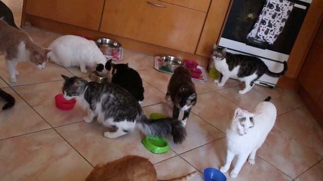 Our Greek Cat Rescue Shelter Tour! ??