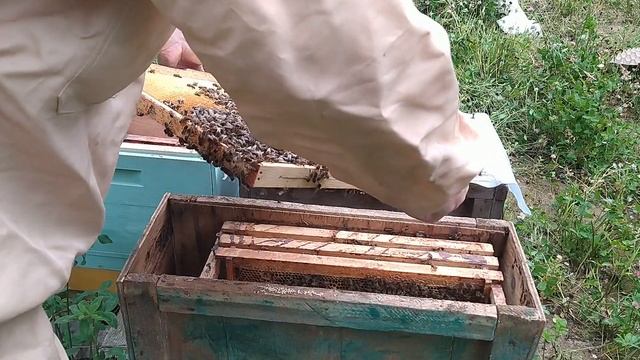 Проверка ловушки, ловушка для пчел, пересадка роев, как найти матку, роение, пчелы, пчеловодство смотреть онлайн