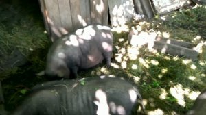 Вес вьетнамских свиней в десять месяцев