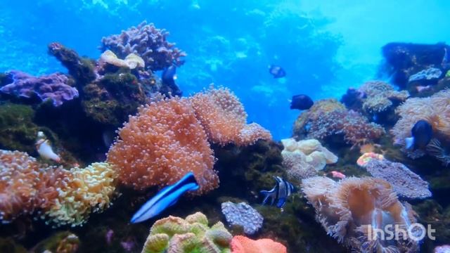 море отдых сон смотреть онлайн