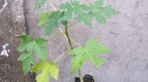 Red Lady Papaya From Seeds.Papita.. 1 year results with fruiting.