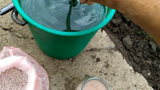 Урожай перца удвоиться если сделать такую подкормку. смотреть онлайн