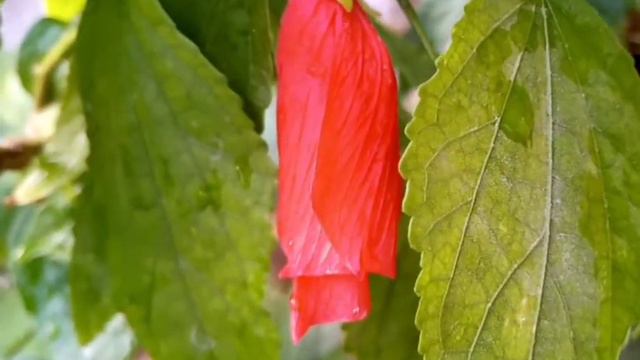 chili hibiscus plant/flowering start(urdu hindi) смотреть онлайн