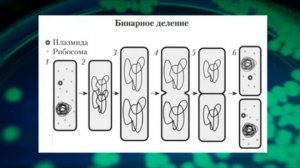 Биология ОГЭ  Выпуск 6  Царство Бактерии