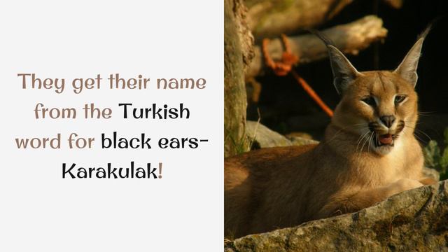 14 Interesting Things You Must Know About Caracal смотреть онлайн