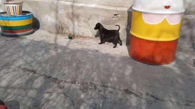 Я и Милка фото коллаж! смотреть онлайн