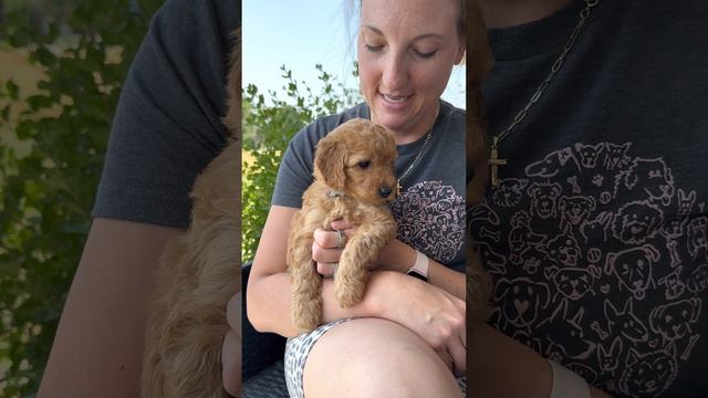 Meet Lavender - Micro Goldendoodle Taylor x Grant 2023 смотреть онлайн