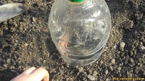 Посев безрассадных томатов и брокколи в открытый грунт.