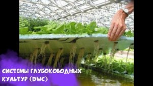 Какую систему гидропоники выбрать?