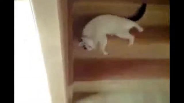 Смешные котята бегают по леснице Приколы с котами для детей смотреть онлайн