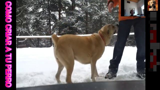 ✅VENTAJAS y DESVENTAJAS de TENER un ALABAI✅pros y contras de tener un alabai смотреть онлайн