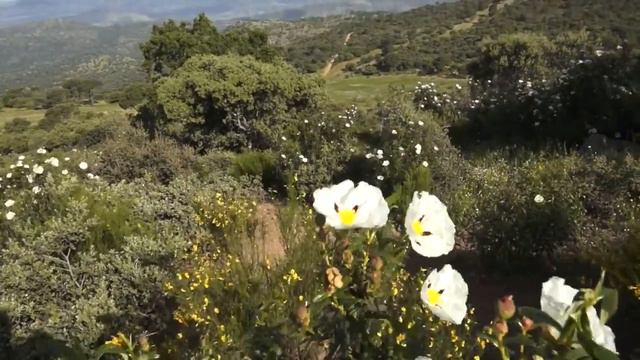 (Cistus ladanifer ),Jara ( Lavandula angustifolia) Lavande vraie ,. Paeonia officinalis смотреть онлайн