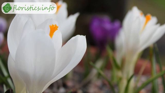 Выращивание крокусов из луковиц, пересадка и размножение, хранение и зимовка смотреть онлайн