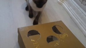 Игрушки для кошек. Игрушка из коробки за 5 минут!