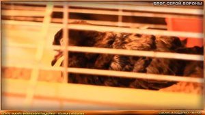 Что делать если вы подобрали голубя