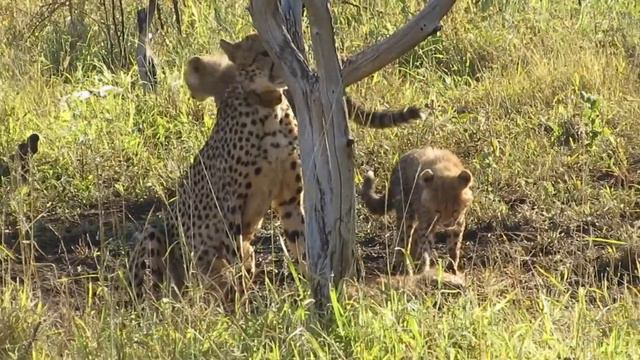 Endangered Wildlife Trust | Southern African Meta Cheetah Population (Fundraiser) смотреть онлайн