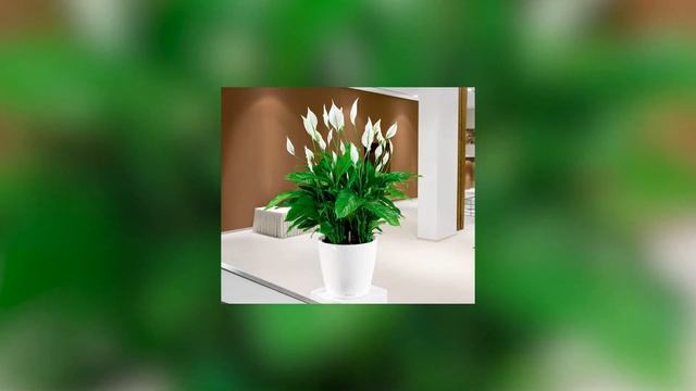 5 лучших растений для идеального микроклимата в доме смотреть онлайн