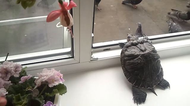 Черепашка дышет смотреть онлайн