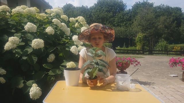 ХОЙЯ МУЛЬТИФЛОРА /УХОД, ПЕРЕСАДКА смотреть онлайн