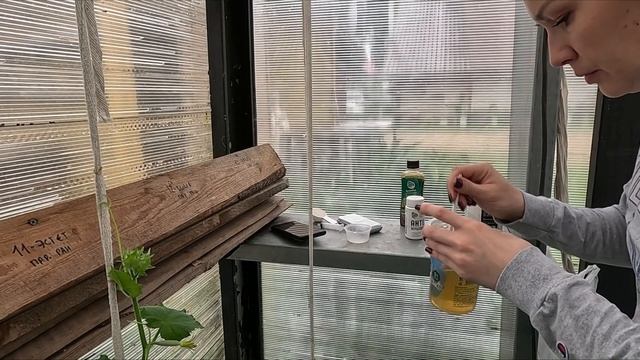 ПРОФИЛАКТИКА ВЕРШИННОЙ ГНИЛИ НА ТОМАТАХ. смотреть онлайн