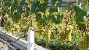 Прибалтийские сорта винограда. Сахар. На 10.  08. 19.  г