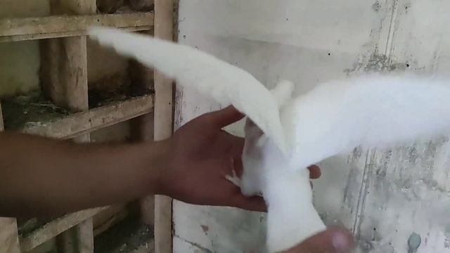 Подарили голубя с ЗОЛОТЫМ кольцом смотреть онлайн