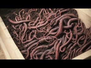 Как Червь Чёрный Принц Пережил -30