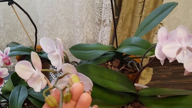 Новые роспуски орхидей. Цветение января.. 3 часть. смотреть онлайн