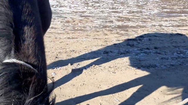 Балпык би, Скотный рынок (Мал базар) 27.11.2022г. смотреть онлайн