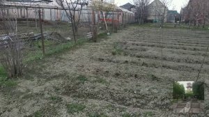 Посадка и пересадка смородины! Весна в разгаре!