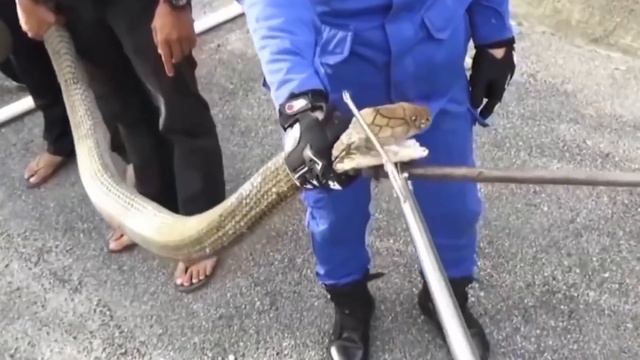 Top 10 Most Venomous Snakes in INDIA смотреть онлайн