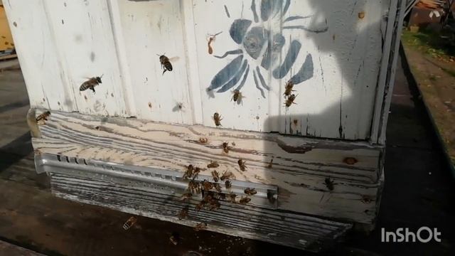 30. 10.2023 г. очистительный облет пчел перед зимовкой. смотреть онлайн