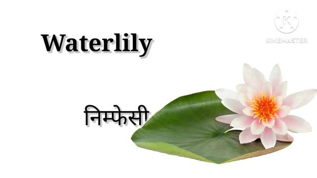 Flowers name || Phoolon ke naam || फूलों के नाम #flowers#flower #kidslearning#toddlers@TukuNiniTv смотреть онлайн