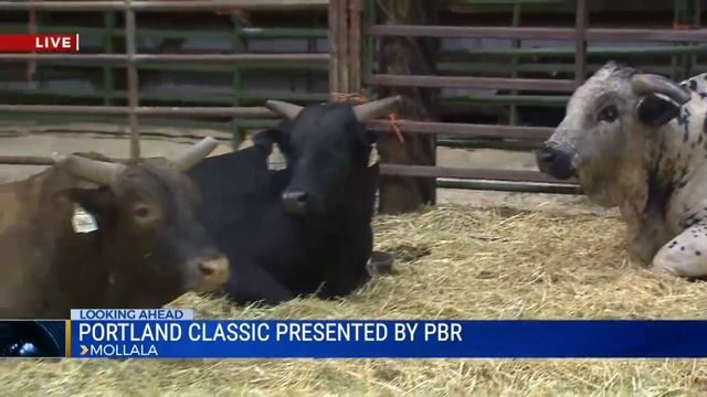 Bulls prepping for the Pro Bull Riders of Portland Classic смотреть онлайн