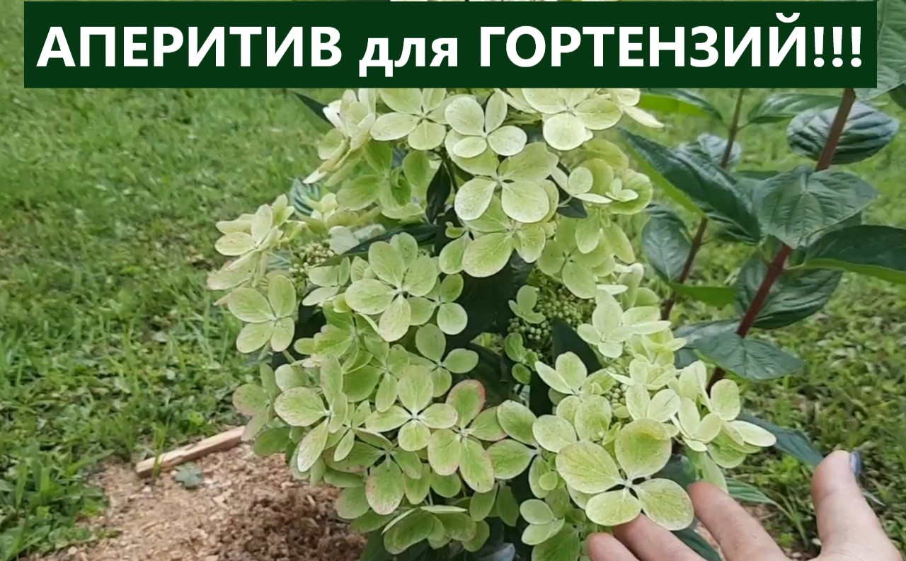 Как часто я подкисляю гортензии. Пасынки - почему их много и вредят ли они гортензии. смотреть онлайн