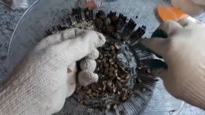 Клещевина. Получаем собственные семена.