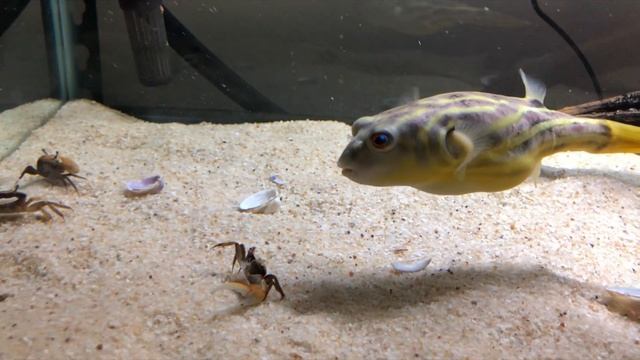 Fahaka Puffer Fish Eating Live Crabs, Krill, Clams **WARNING** ((LIVE FEEDING))  YOU NEED THIS FISH