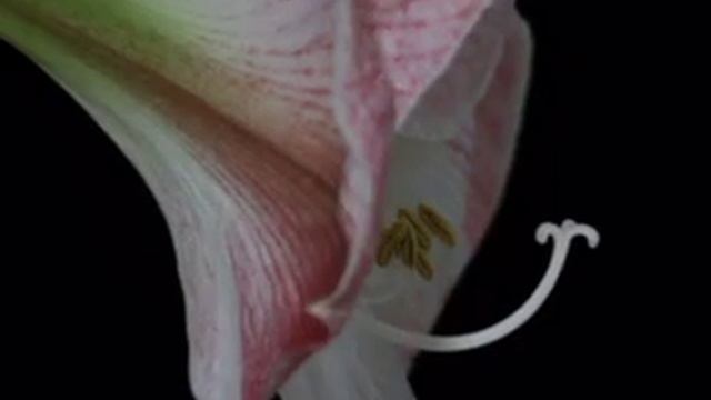 Amaryllis Time Lapse смотреть онлайн